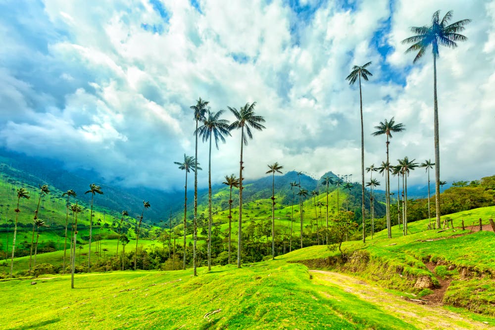Wachspalmen im Cocora-Tal bei Salento  &ndash; &copy; Danaan Andrew-Pacleb - stock.adobe.com