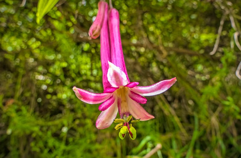 Blüte im Cocora-Tal bei Salento  - ©Uwe Bergwitz - stock.adobe.com