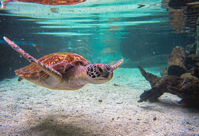 Schildkröte an den Islas del Rosario bei Cartagen im Karibischen Meer - ©Diver_adventures - stock.adobe.c