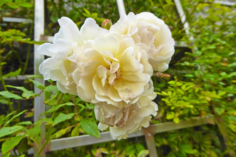 Christian Dior Garten in Granville - ©Gabriele Sauer - Eberhardt TRAVEL