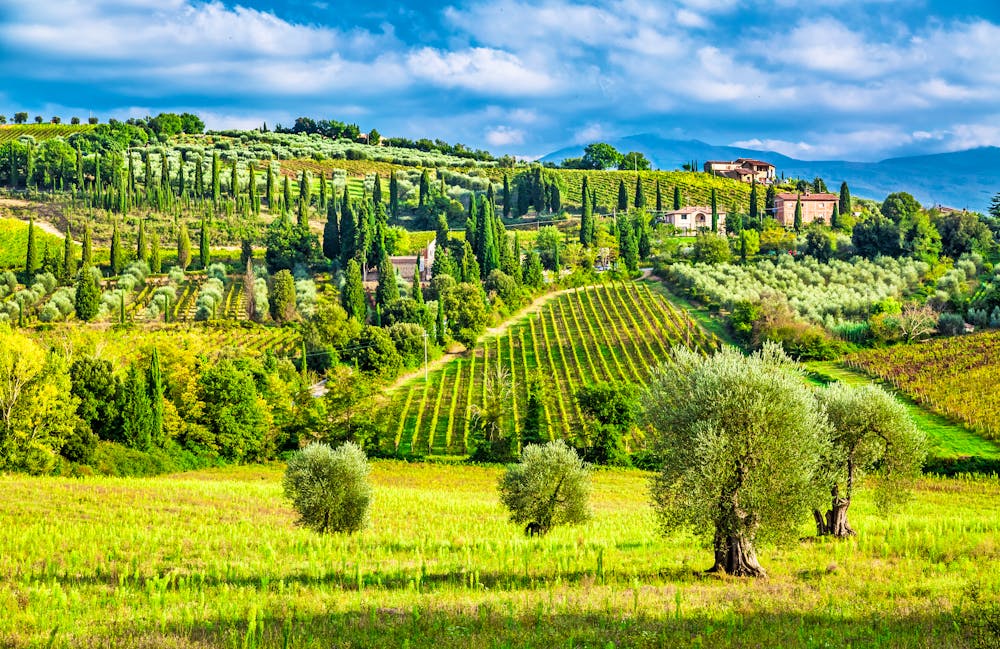 Weinberge und Olivenbäume in der Toskana &ndash; &copy; shaiith - stock.adobe.com