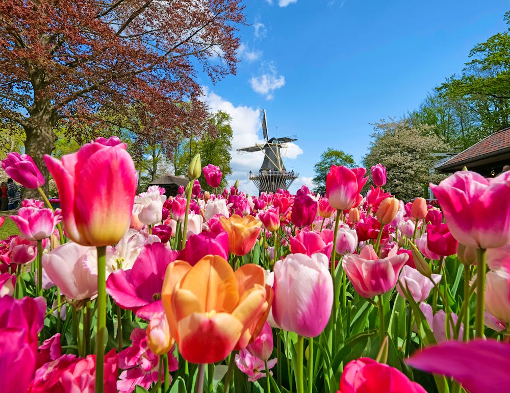 Tulpenblüte im Keukenhof - Lisse &ndash; &copy; adrivdb - stock.adobe.com