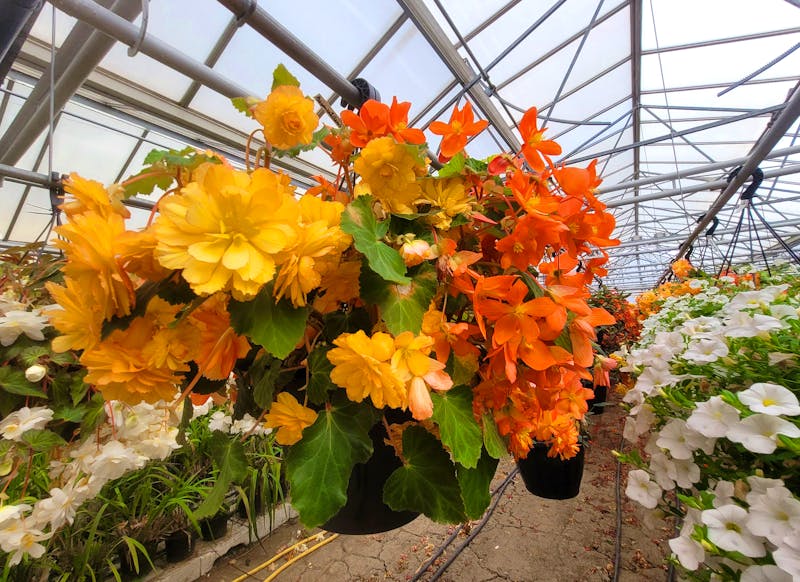 Orchideen Hoeve in Luttelgeest - Flevoland - ©Steffi Zimmermann - Eberhardt TRAVEL