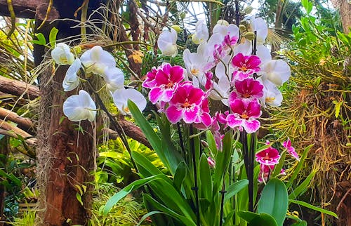 Orchideen Hoeve in Luttelgeest - Flevoland &ndash; &copy; Kerstin Hugel - Eberhardt TRAVEL