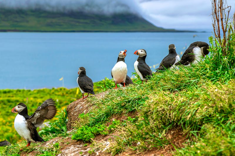 Papageientaucher in Norwegen - ©tiero - stock.adobe.com