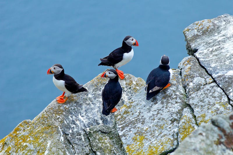 Papageientaucher in Norwegen - ©ondrejprosicky - stock.adobe.com