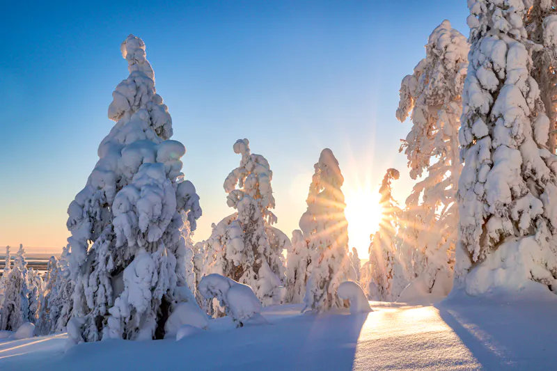 Winterwald in Finnisch Lappland - &copy;Artem - stock.adobe.com