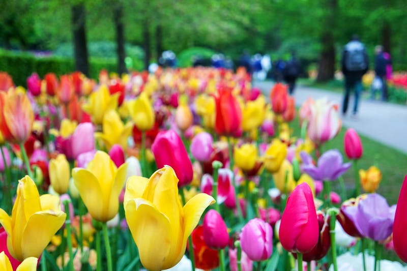 Tulpenfeld im Keukenhof - ©envato