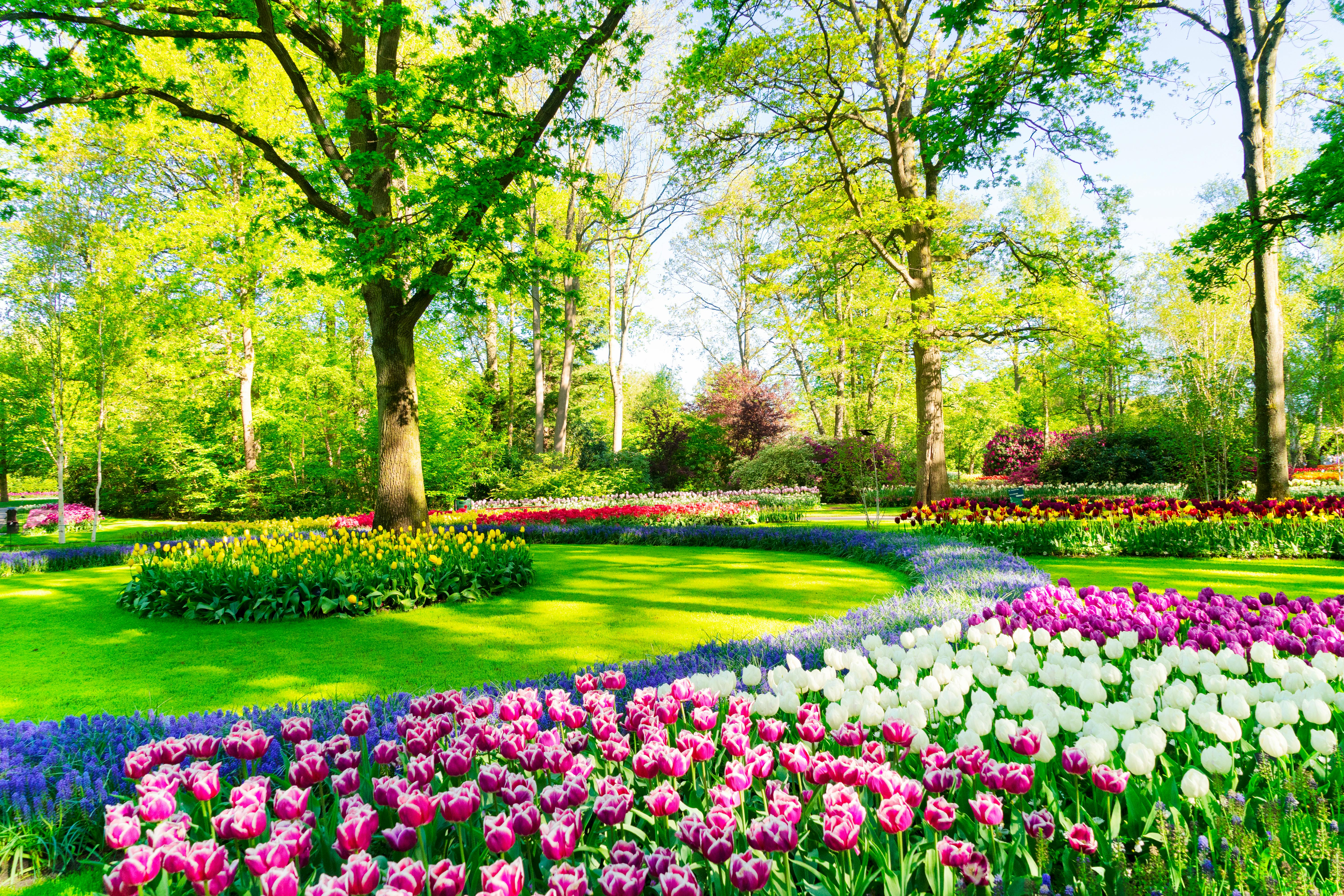Tulpen- und Blumenbeete im Frühling im Keukenhof bei Lisse – © Neirfy007 - envato