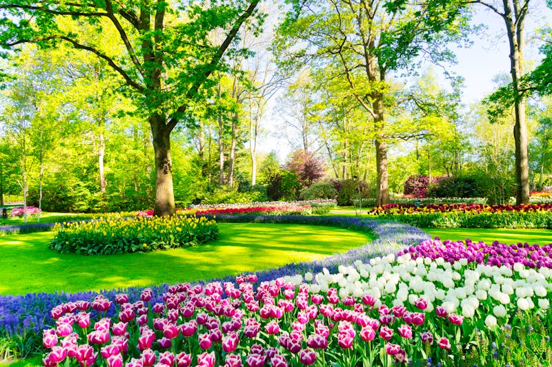 Tulpen- und Blumenbeete im Frühling im Keukenhof bei Lisse - ©Neirfy007 - envato