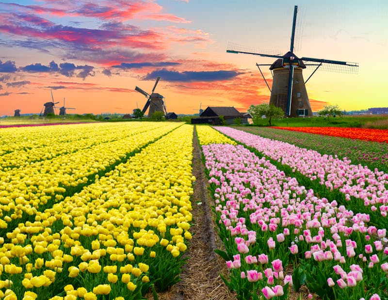 Holländische Windmühle mit einem bunten Tulpenfeld - ©neirfy - envato