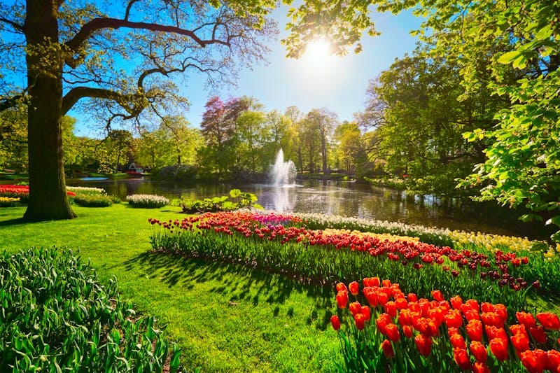 Keukenhof mit Tulpen an einem sonnigen Tag - ©Dmitry Rukhlenko - envato
