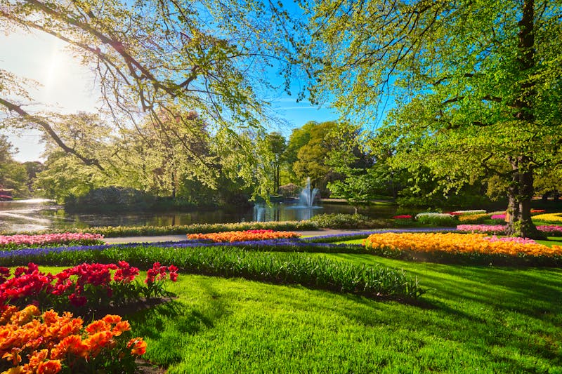 Keukenhof mit Tulpen an einem sonnigen Tag - ©Dmitry Rukhlenko - envato