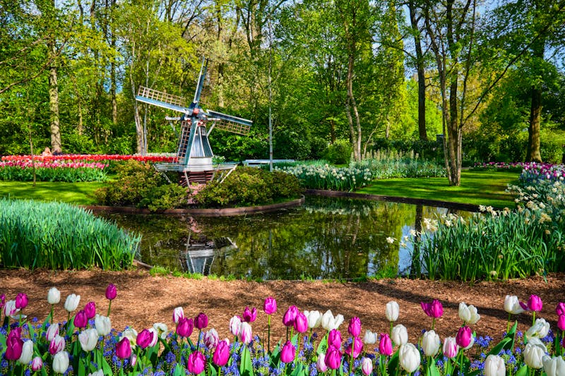 Tulpen im Keukenhof - ©Dmitry Rukhlenko - envato