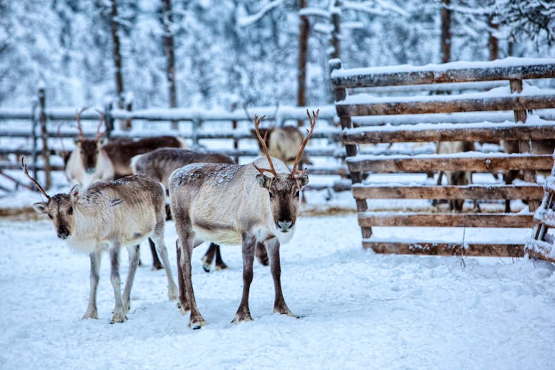Rentier-Farm - ©Andrey Kobylko - stock.adobe.com