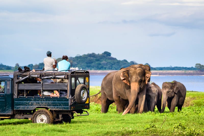 Elefanten im Minneriya-Nationalpark in Sri Lanka  - ©thdk - stock.adobe.com