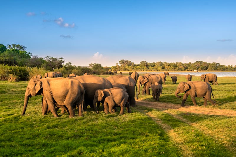 Elefanten im Minneriya-Nationalpark in Sri Lanka  - ©surangaw - stock.adobe.com
