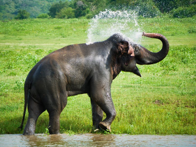 Elefant im Minneriya-Nationalpark in Sri Lanka  - ©Franzi - stock.adobe.com