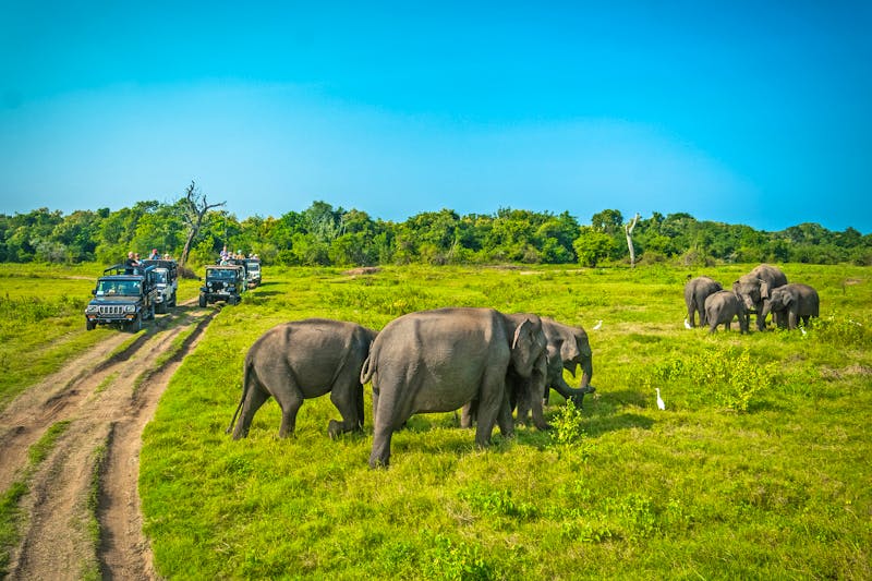 Jeep-Safari im Minneriya-Nationalpark in Sri Lanka  - ©eranda - stock.adobe.com