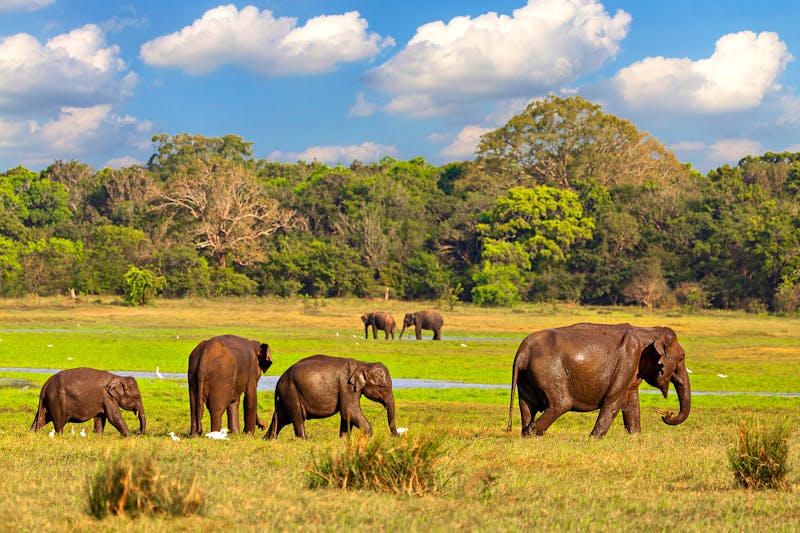 Elefanten im Minneriya-Nationalpark in Sri Lanka  - ©MehmetOZB - stock.adobe.com