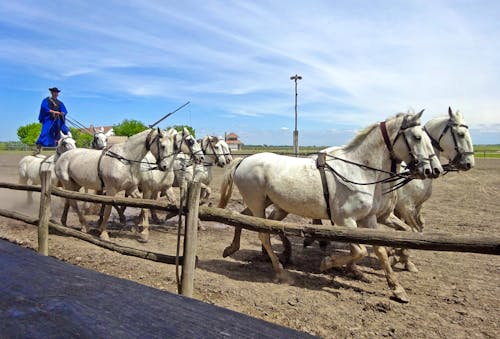 Reitershow in der Puszta - ungarische Post &ndash; &copy; Inge Bily - Eberhardt TRAVEL