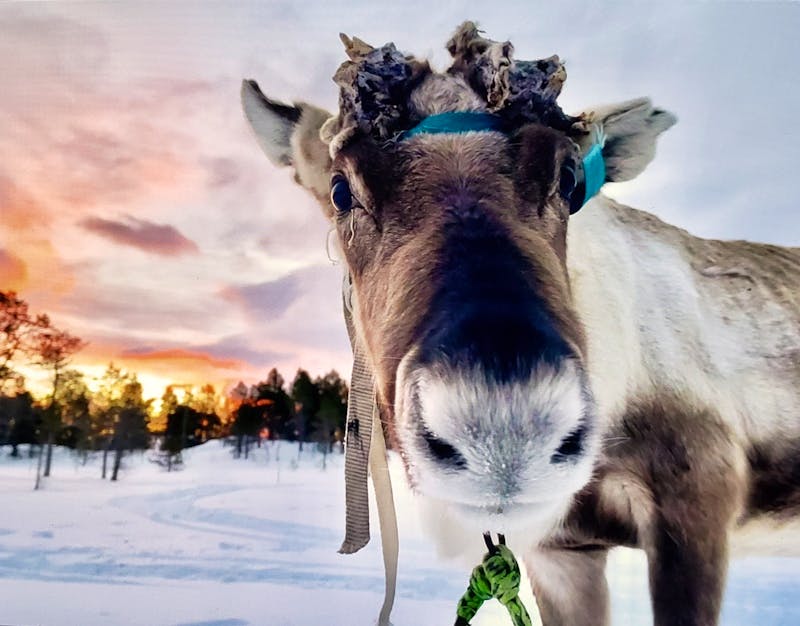 Besuch einer Rentierfarm - ©Petra Hady - Eberhardt TRAVEL