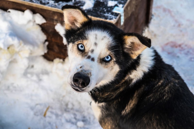 Husky - ©Laia - stock.adobe.com