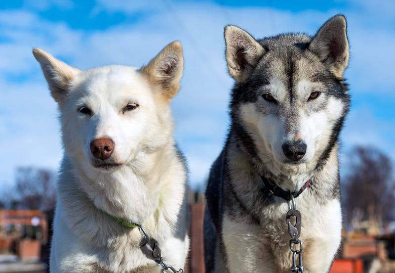 Husky - Schlittenhunde - ©belov3097 - stock.adobe.com