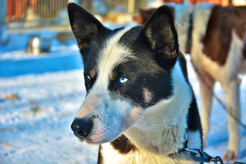 Schlittenhund - Husky - ©BAHADIRARAL - stock.adobe.com
