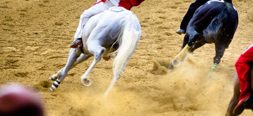 Pferderennen &ndash; &copy; Mirko Macari - stock.adobe.com