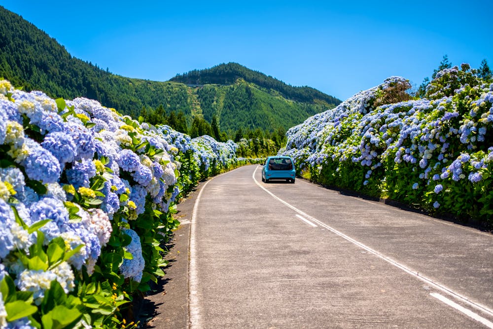 Azoren-Insel Sao Miguel - Hortensienblüte bei Sete Cidades &ndash; &copy; Vitor Miranda - stock.adobe.com
