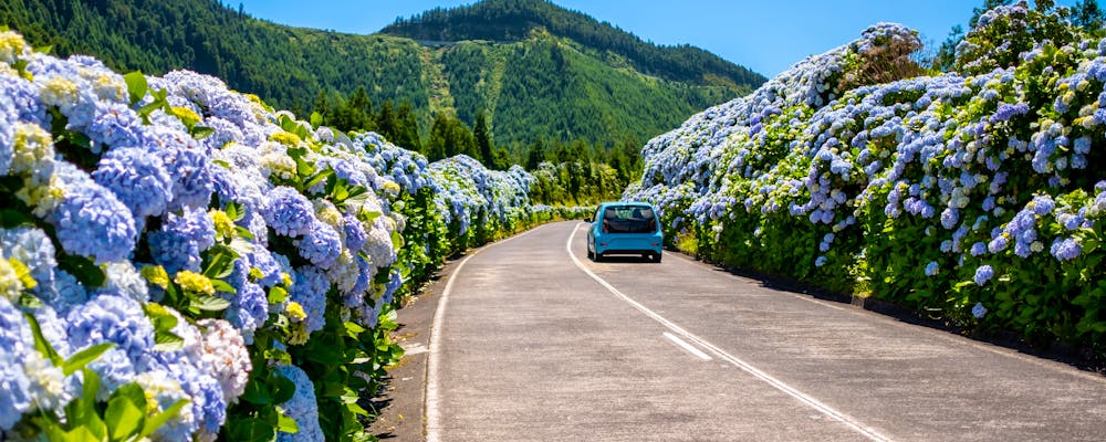 Azoren-Insel Sao Miguel - Hortensienblüte bei Sete Cidades – © Vitor Miranda - stock.adobe.com