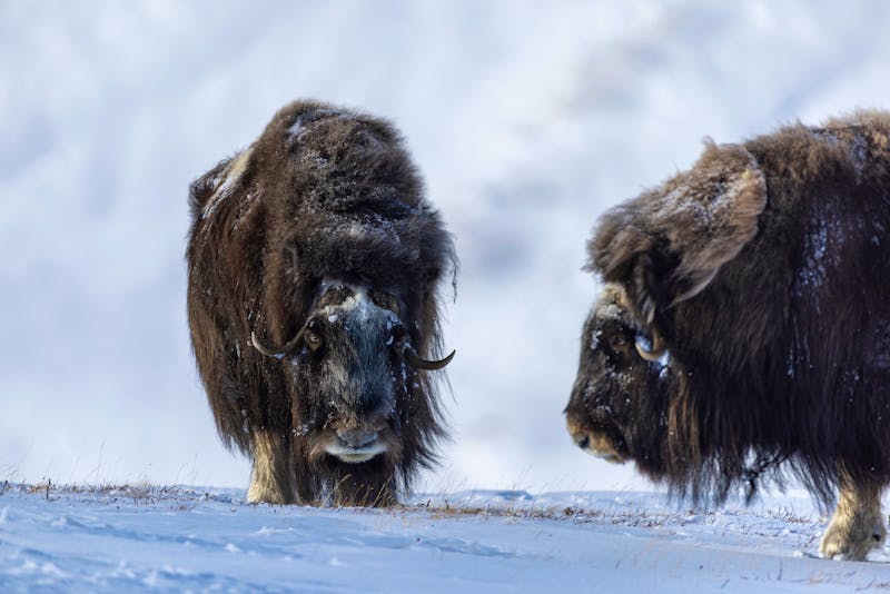 Moschusochsen im Gudbrandsdal - ©Cavan - stock.adobe.com