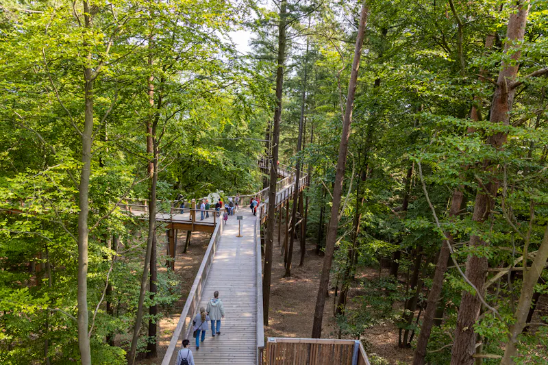 Baumwipfelpfad  in Heringsdorf - &copy;DEWI-Stockphotos - stock.adobe.com