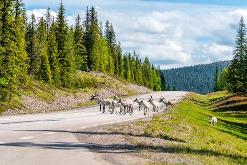 Eine Gruppe Rentiere in der Nähe von Arvidsjaur - Schweden &ndash; &copy; Jon Anders Wiken - stock.adobe.com