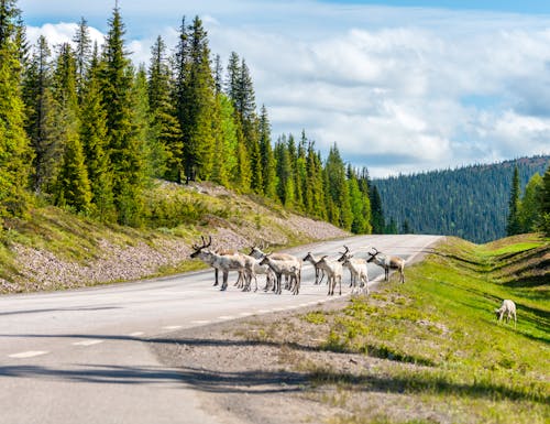 Eine Gruppe Rentiere in der Nähe von Arvidsjaur - Schweden – © Jon Anders Wiken - stock.adobe.com