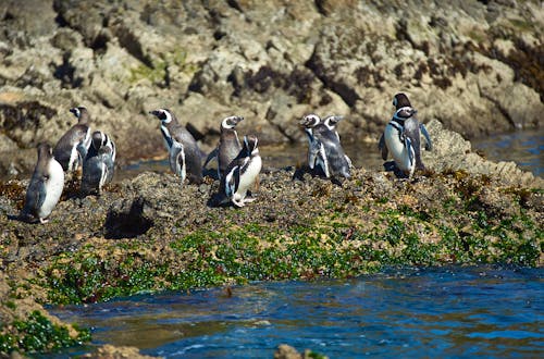 Penguins auf Chiloe in Chile &ndash; &copy; JeremyRichards - stock.adobe.com