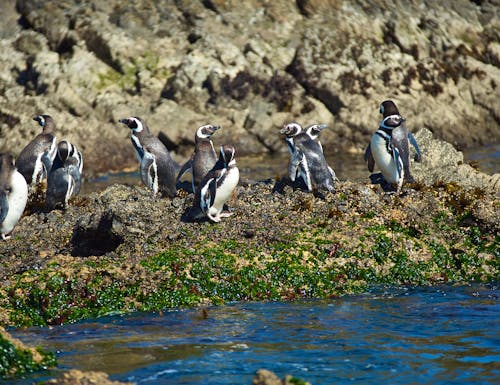 Penguins auf Chiloe in Chile – © JeremyRichards - stock.adobe.com