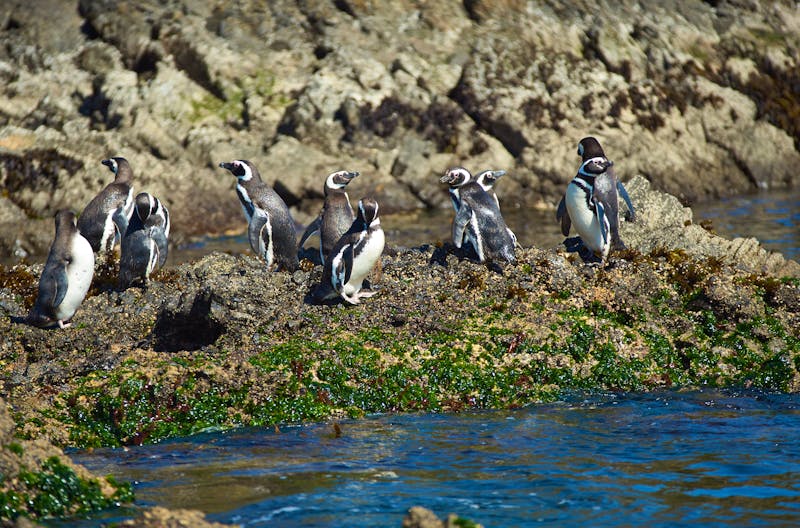 Penguins auf Chiloe in Chile - ©JeremyRichards - stock.adobe.com