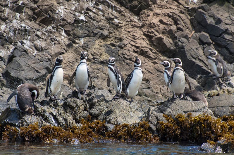 Penguins auf Chiloe in Chile - ©Pavel - stock.adobe.com