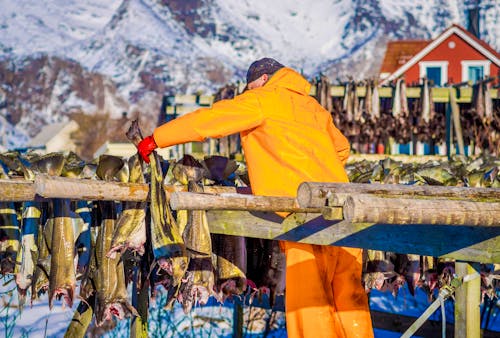 Stockfisch auf den Lofoten &ndash; &copy; Fotos 593 - stock.adobe.com