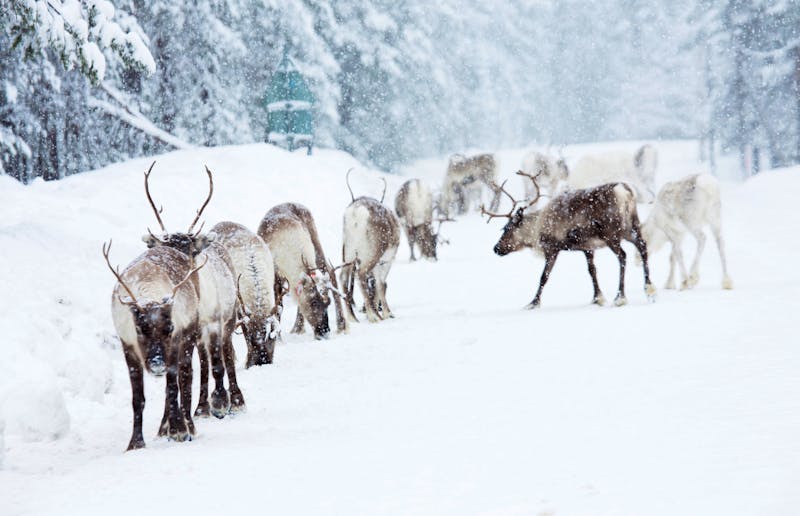Rentiere in Schwedisch Lappland - ©Jörgen Wiklund - imagebank.sweden.se