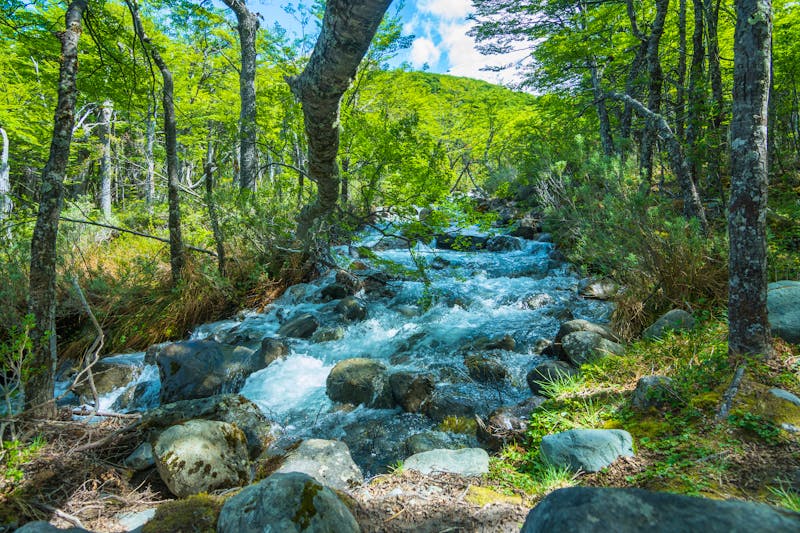 Blick auf ein Wald auf dem Weg zum Glaciar Huemul in El Chalten - ©Bernard Barroso - stock.adobe.com