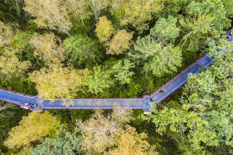Baumkronenpfad bei Anykščiai in Litauen - ©Laimonas Ciunys - Lithuania Travel
