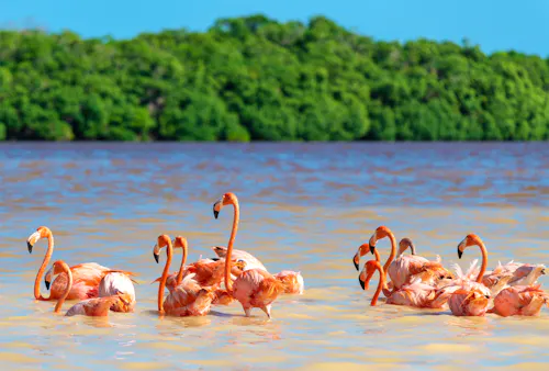Flamingos im Ria Celestun Biosphärenreservat in Mexiko &ndash; &copy; SL-Photography - stock.adobe.com
