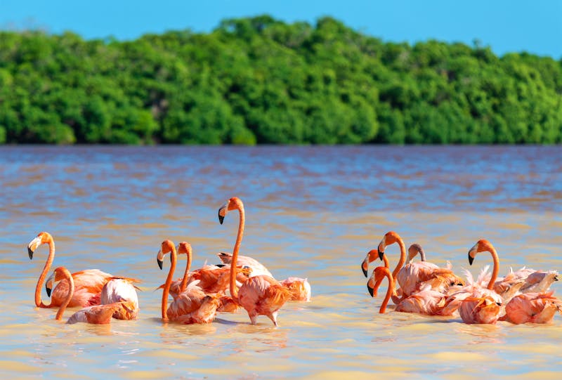 Flamingos im Ria Celestun Biosphärenreservat in Mexiko - ©SL-Photography - stock.adobe.com