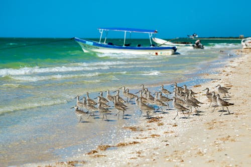 Bootsfahrt im Ria Celestun Biosphärenreservat in Mexiko &ndash; &copy; Julien McRoberts - stock.adobe.com