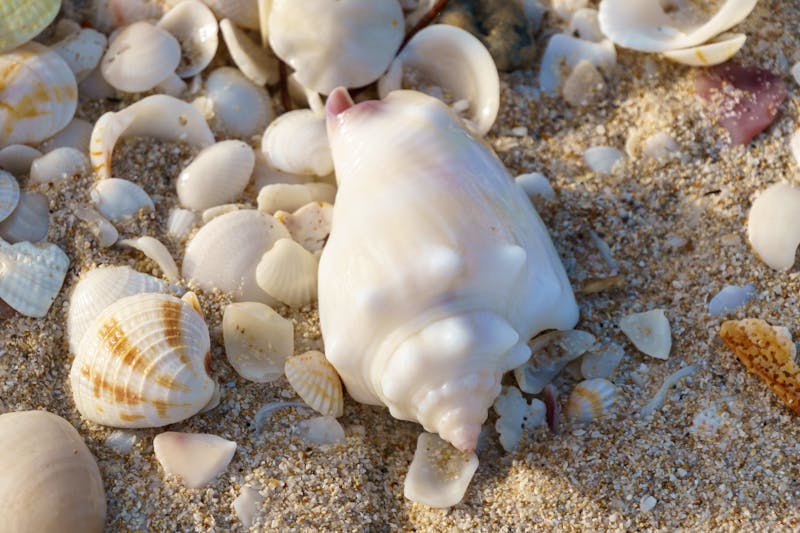 Small conch in the sand with a variety of other seashells in Celestun  Mexico - ©Zach - stock.adobe.com