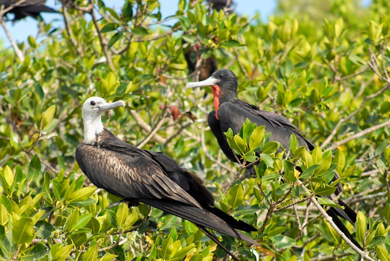 Fregattvögel im Ria Celestun Biosphärenreservat in Mexiko - ©Marco B. - stock.adobe.com
