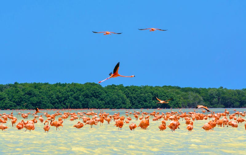 Flamingos im Ria Celestun Biosphärenreservat in Mexiko - ©Jose Churion      Del Vecchio       o